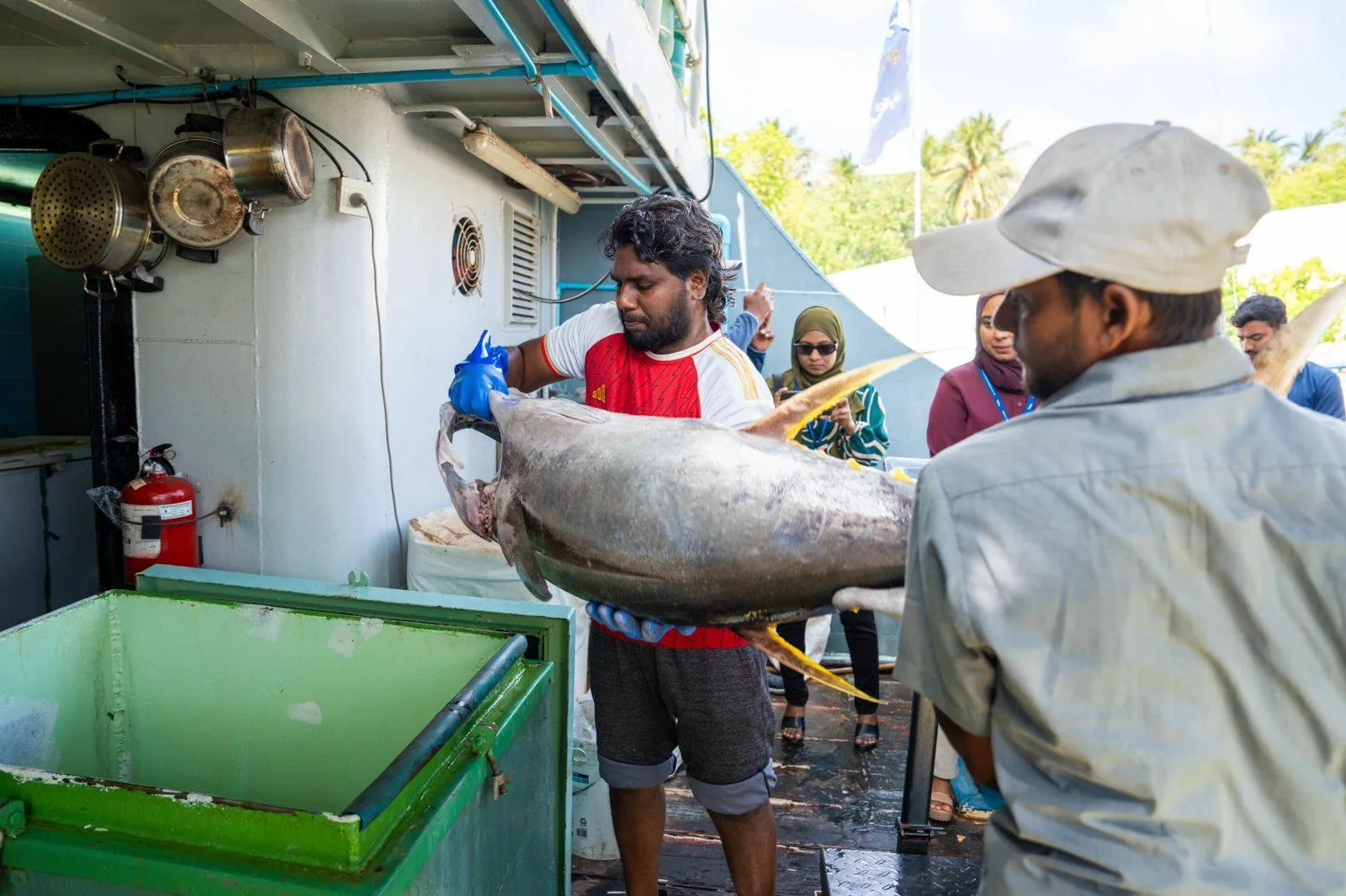 މިފްކޯއަށް ކަންނެލި ގަންނަން ފަށައިފި