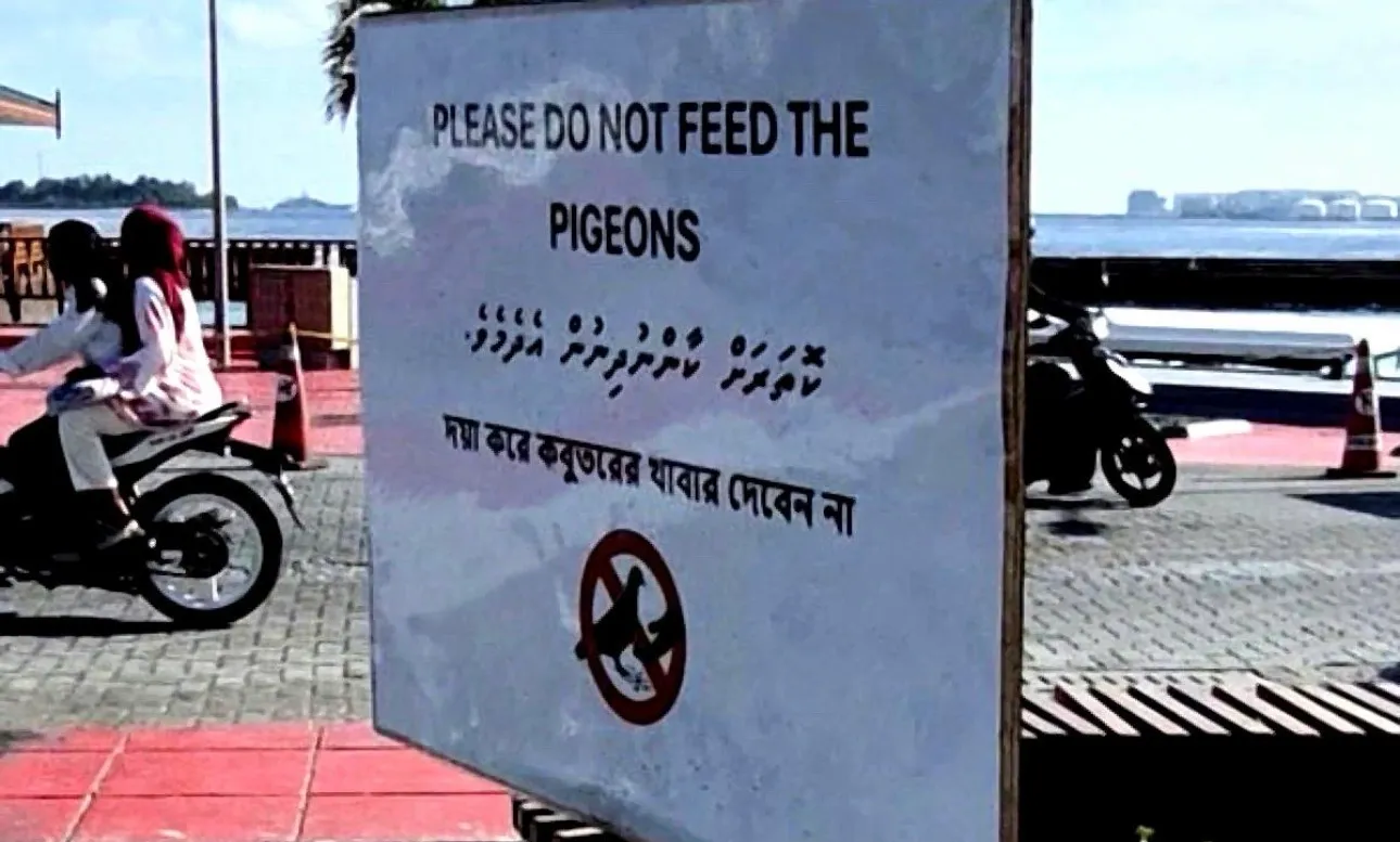ކޮތަރުތަކަށް ކާން ދިނުން މަނާކަމަށް ބުނާ ބޯޑު؛ ފޮޓޯ / ހުސެން ދީދީ (އެކްސް)