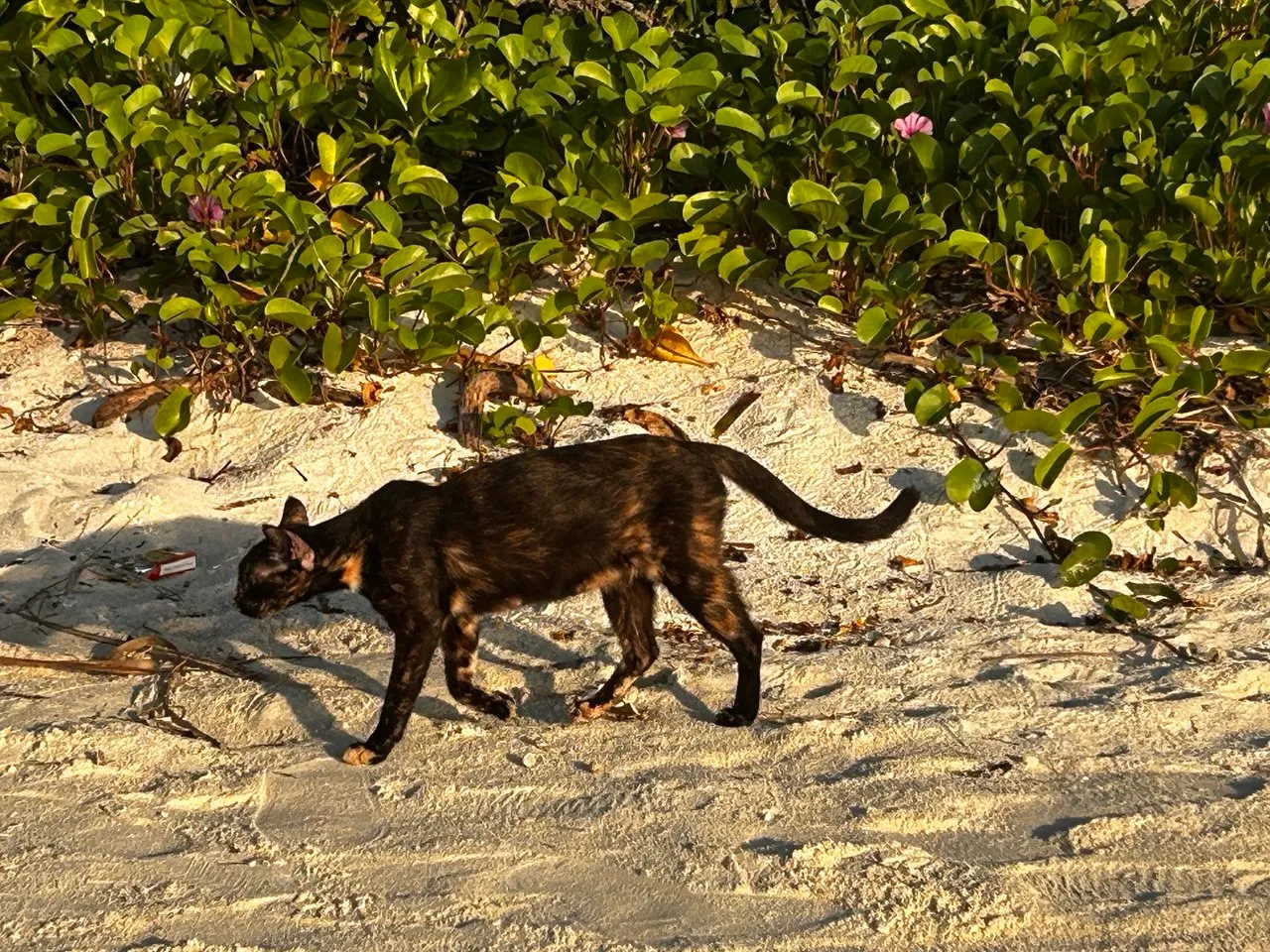 ގަސްދުގައި މީހަކު ބުޅަލެއް މަރާލި މައްސަލައެއް ފުލުހުން ބަލަނީ