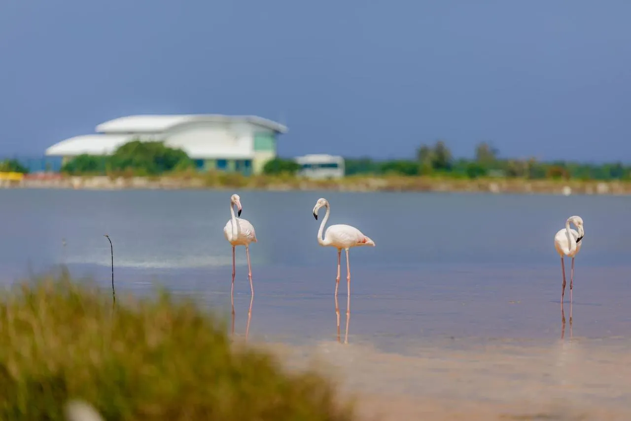 Flamingos in sight at Kulhudhuffishi city-- photo: Mi Haaz