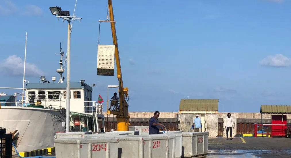 ކުރީ ސަރުކާރު ނިމުނުއިރު މަހުގެ އަގު ހުރީ އަމިއްލަ ކުންފުނިތަކަށް މަސް ނުގަނެވޭ ވަރަށް ބޮޑުކޮށްފައި