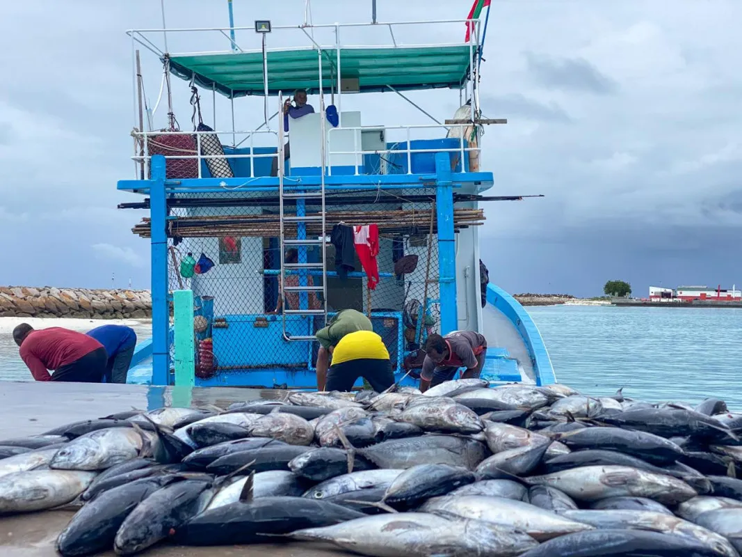 އިންތިޚާބަށް ބޮޑު ކުރި މަހުގެ އަގު ކުޑަ ކުރަން މަޝްވަރާ ކުރަނީ!