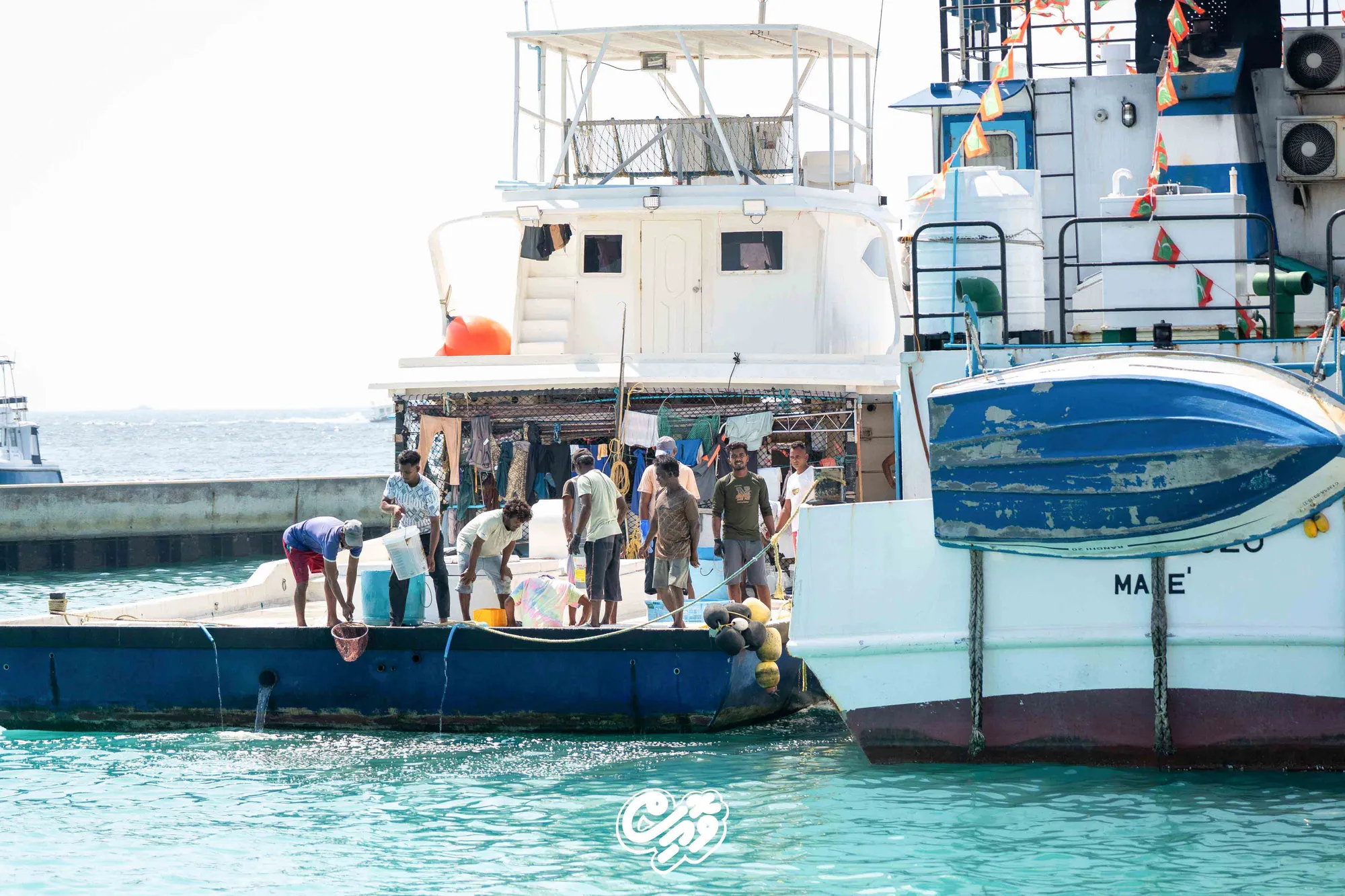 މަސްވެރި އުޅަނދެއް މިފްކޯގެ ބޯޓަކާ ކައިރިކޮށްފައި