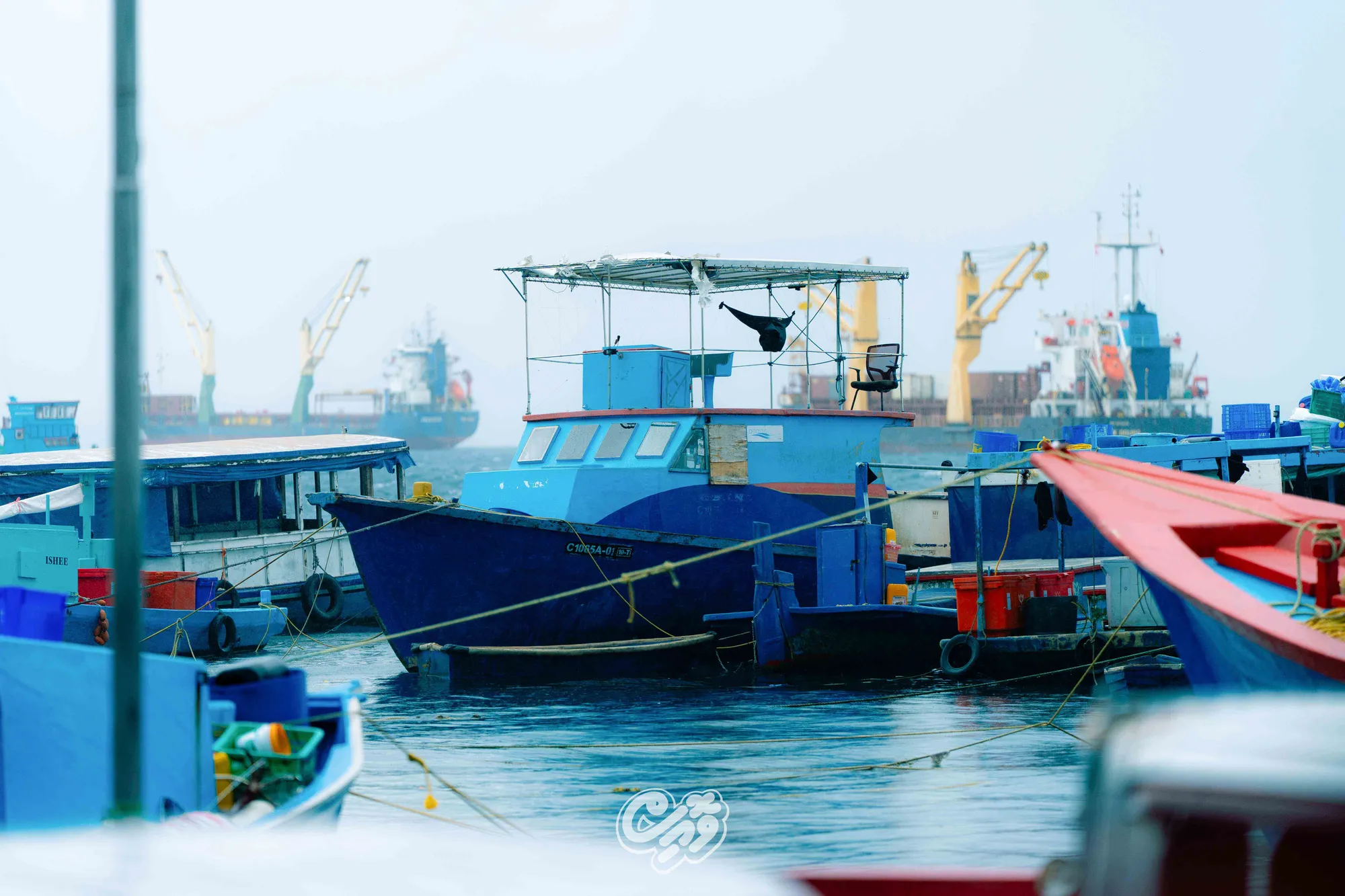 މަސްވެރި އުޅަނދުތަކެއް ފޮޓޯ / ވޮއިސް