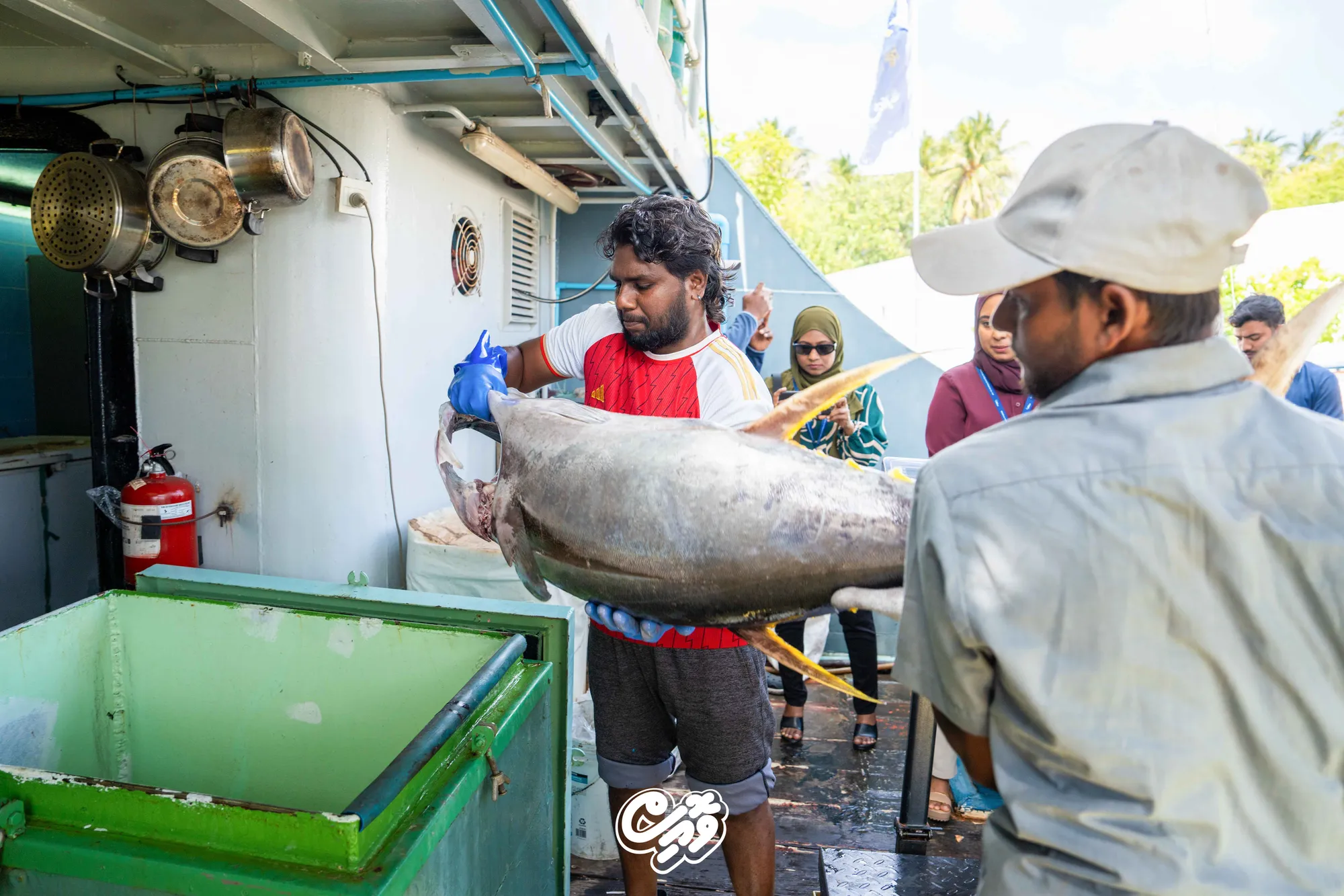 ކަނޑުއޮތްގިރިން ކަންނެލި ގަންނަން ފަށައިފި