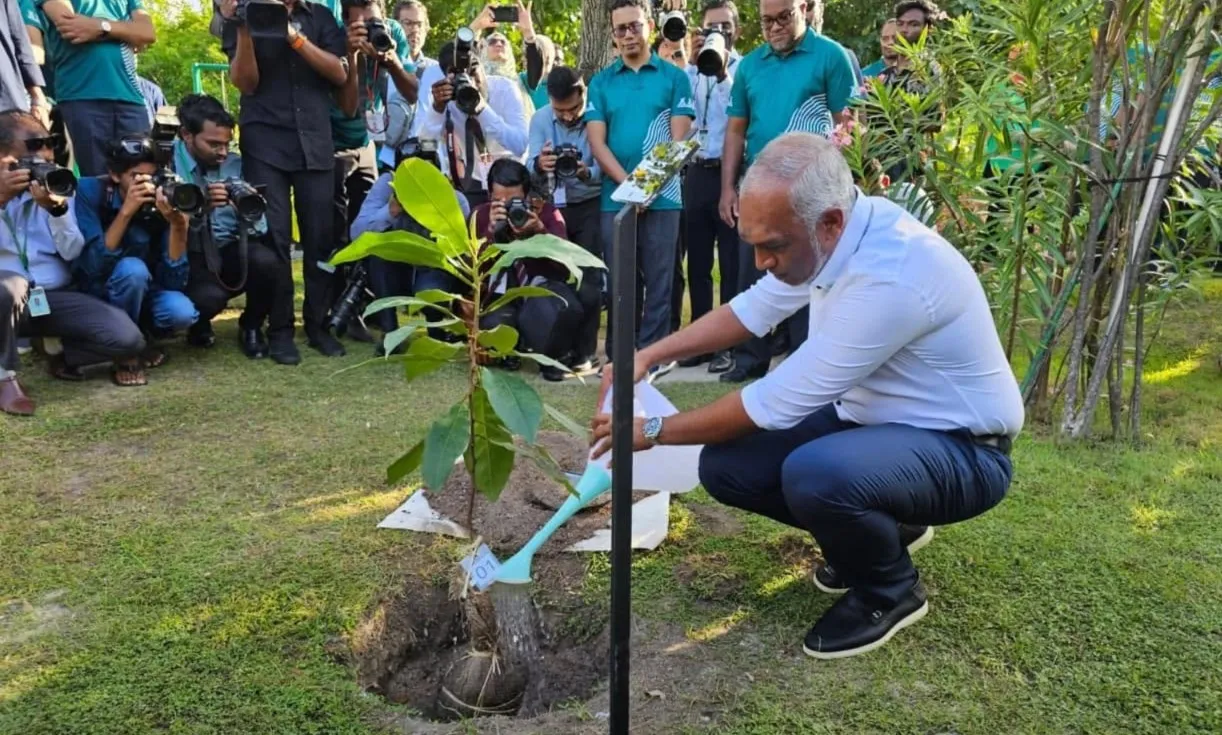 President Dr Muizzu watering a plant after planting (Photo/Ministry of Climate Change, Environment and Energy, Maldives)