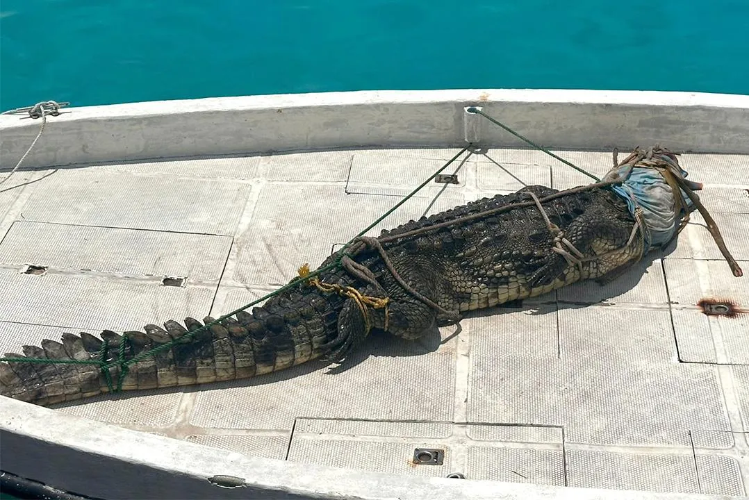 ފަޅުރަށުން ފެނުނު ކިނބޫ... ފޮޓޯ: އެމްއެންޑީއެފް