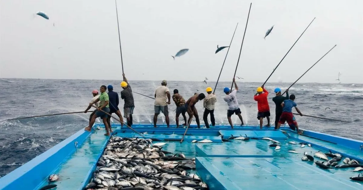 113 މަސްވެރިއަކަށް ލޯނުގެ ގޮތުގައި 14.5 މިލިއަން ރުފިޔާ ދޫކޮށްފި