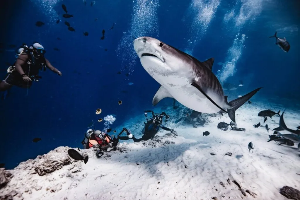 Divers observing a tiger shark (Photo/Nemo Diving Center)