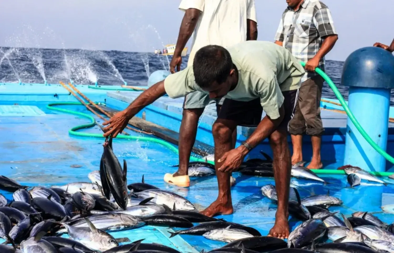 މަސްވެރިއެއް މަސްތައް ވަކިކުރަނީ