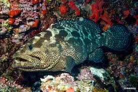 ފާނައިގެ ޙަޔާތުގެ ބުރާއި ފާނައިގެ ޚާއްޞަ ސިފަތައް