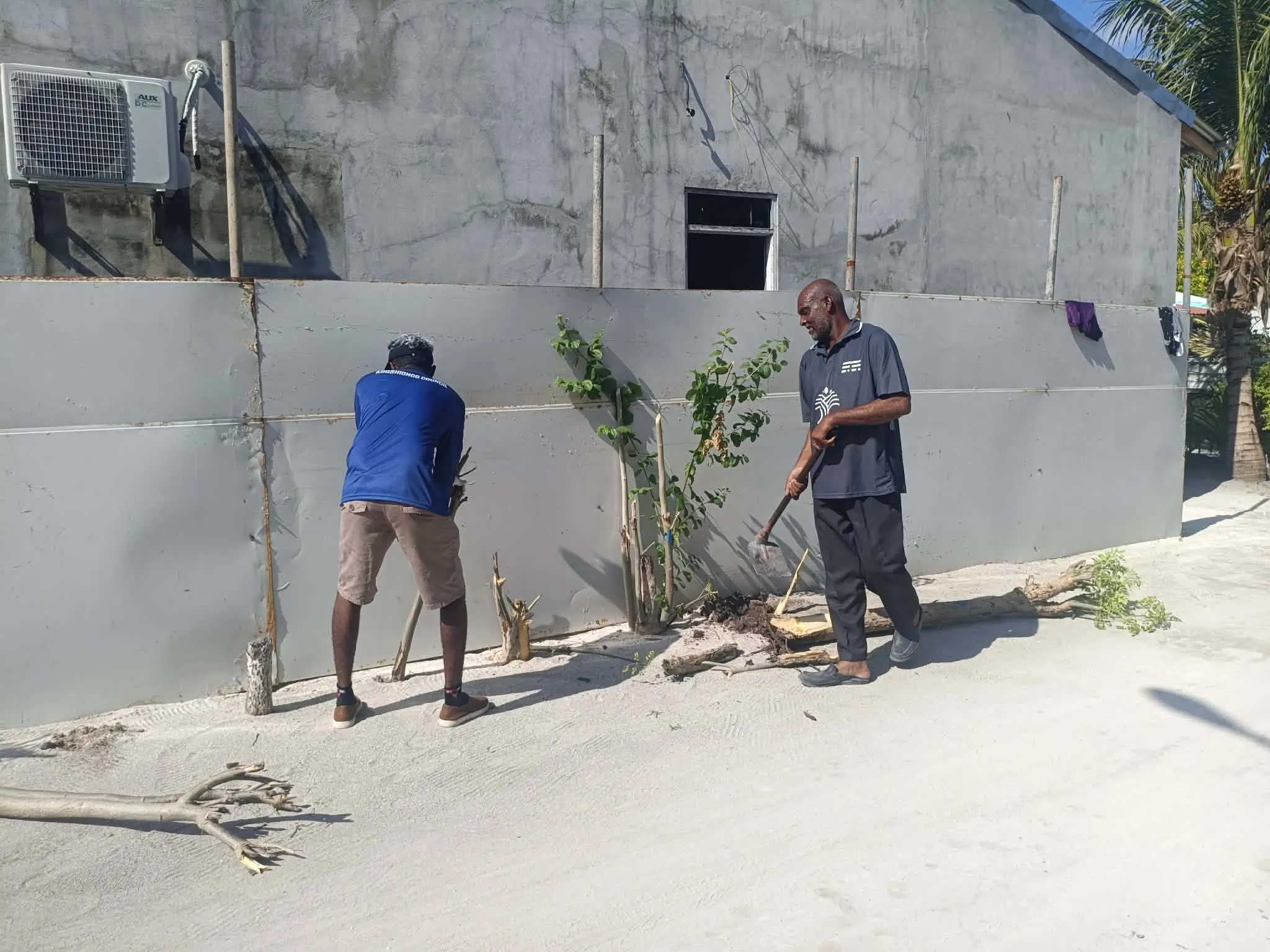 މަގުމަތީގައި ޖަހާފައިވާ ގަސްތައް ނެގުމުގެ މަސައްކަތް ކާށިދޫ ކައުންސިލުން ފަށައިފި