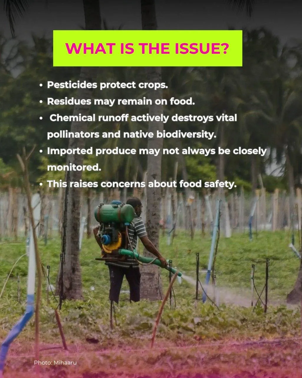 Pesticides in Maldives: what are we eating