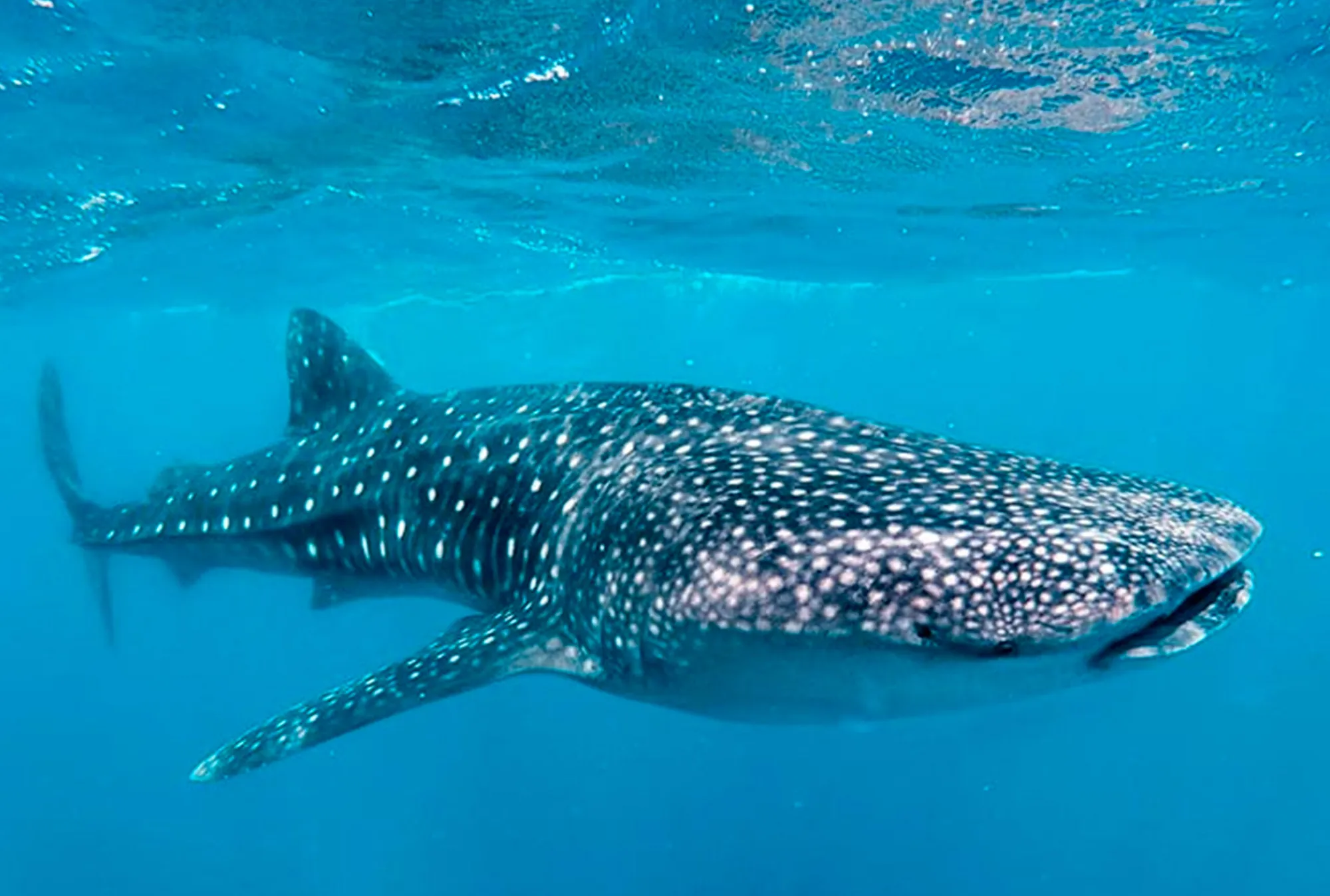 Whale Shark