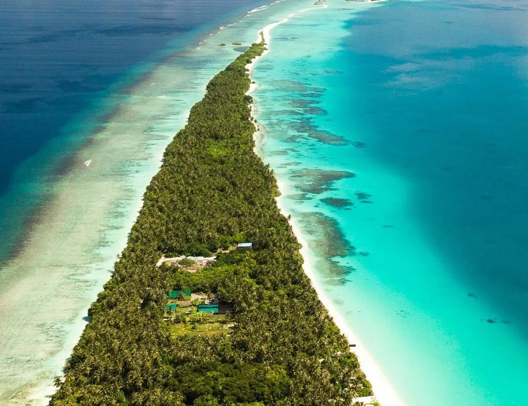 ވިހެއުމަށްފަހު ކޮތަޅަކަށްލައި އެއްލާލާފައި އޮތް ކުއްޖެއް ދިގުރަށުން ފެނިއްޖެ!