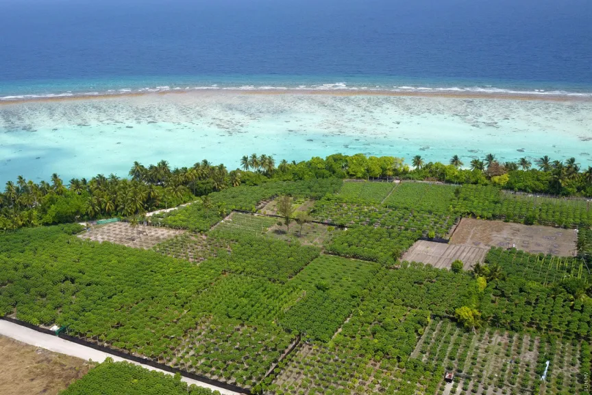 “Dhanduveri Manfaa” Agribusiness Matching Grant Program Opens Second Round for Northern Atolls