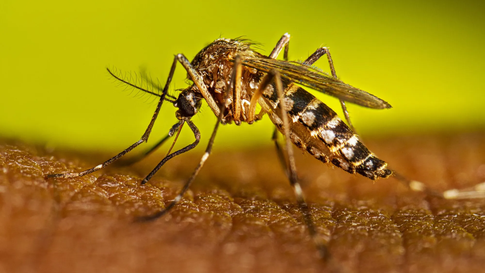 Ae. aegypti that spread dengue virus (Photo/Centre for Disease Control)