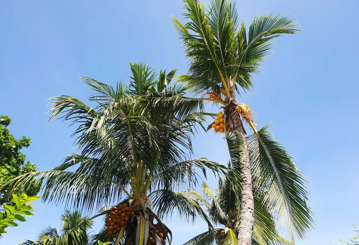 ވަގުރުކު އެޅި މީހަކު 5 މަހަށް ޖަލަށްލުމަށް ކުޅުދުއްފުށީ ކޯޓުން ނިޔާ އިއްވައިފި