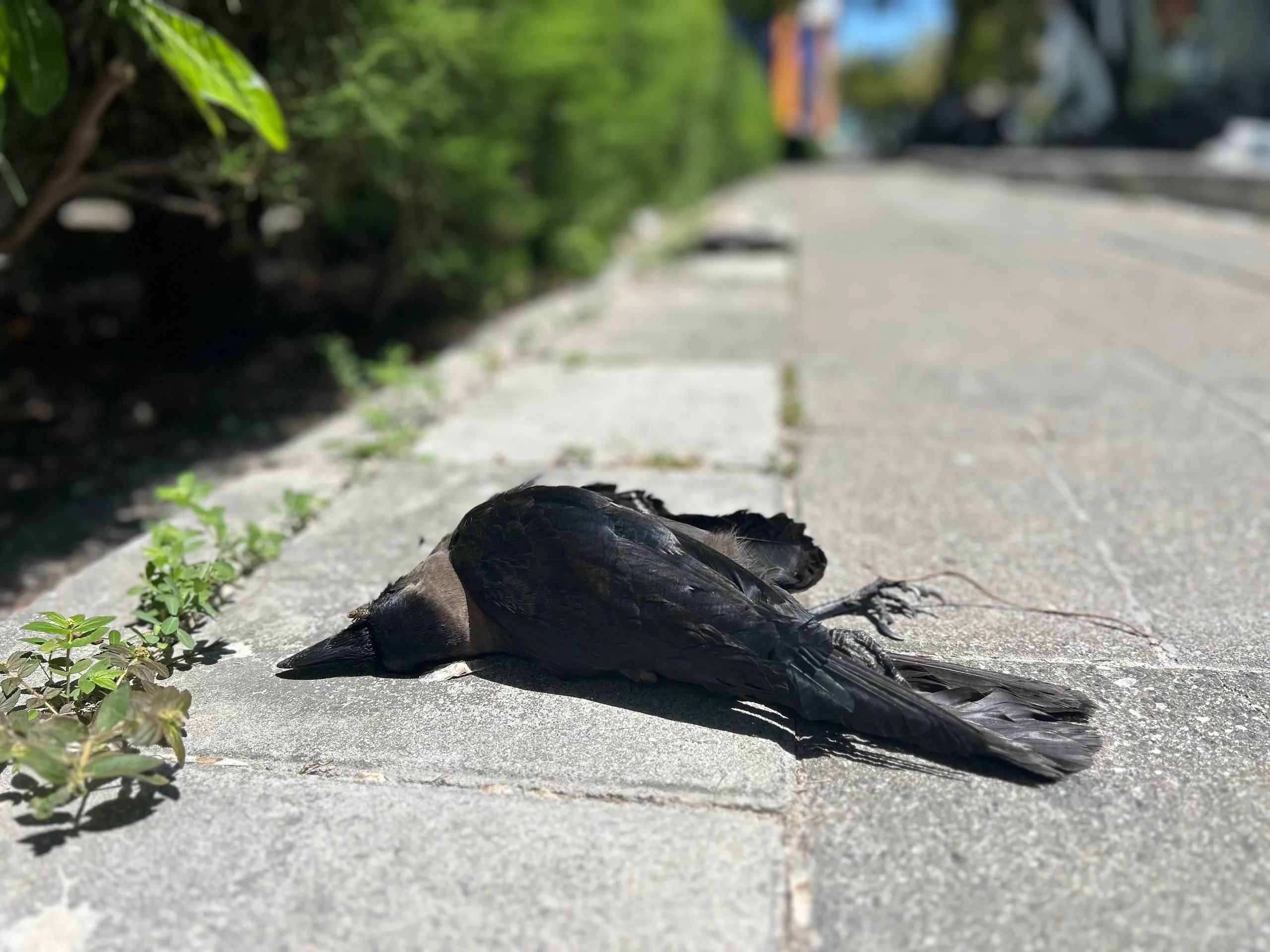 ހުޅުމާލެ މަގުމަތީގައި ކާޅުތަކެއް މަރައި އުކާފައި 