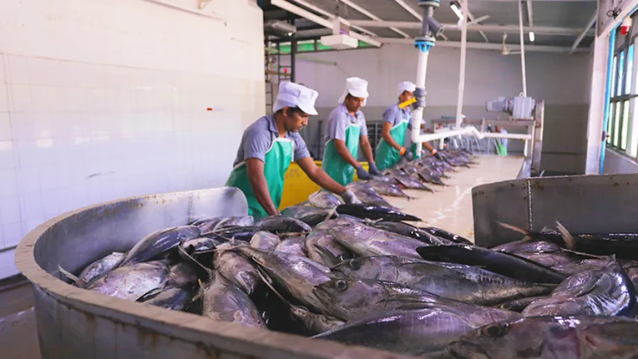 މިފްކޯއިން 10 ކިލޯގެ ކުދި ކަންނެލި ގަންނަން ފަށައިފި