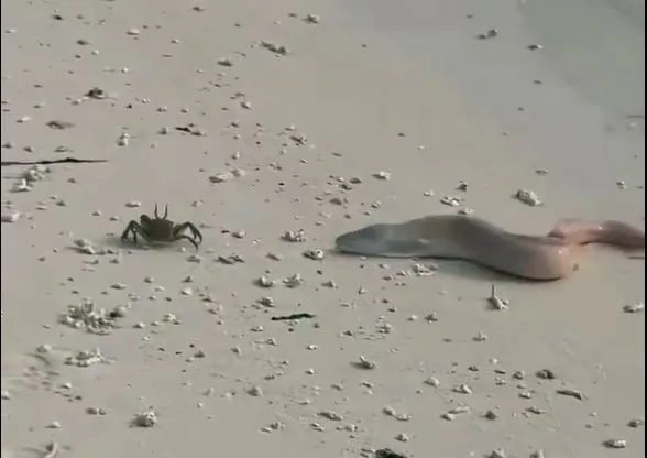 ވެނެއް އެއްގަމަށް އަރައި ކަކުނި ފަހައި ދުވާމަންޒަރު ފެންނަ ވީޑިއޯއެއް