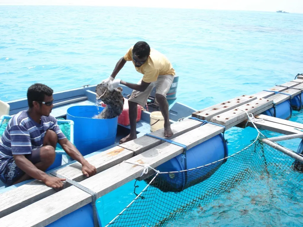 އެކުއަކަލްޗަރ ހެޗަރީއެއް