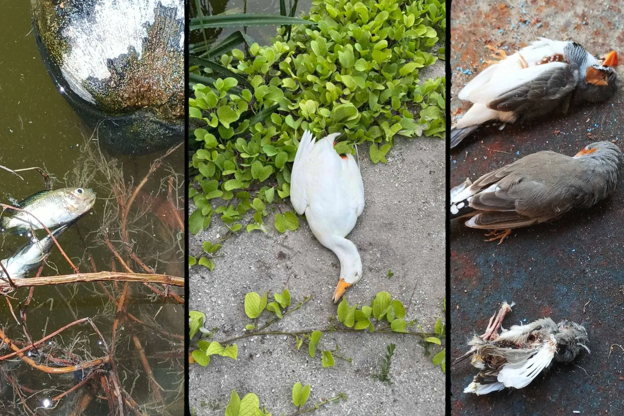 Circulating images of dead fish and duck in Addu city park