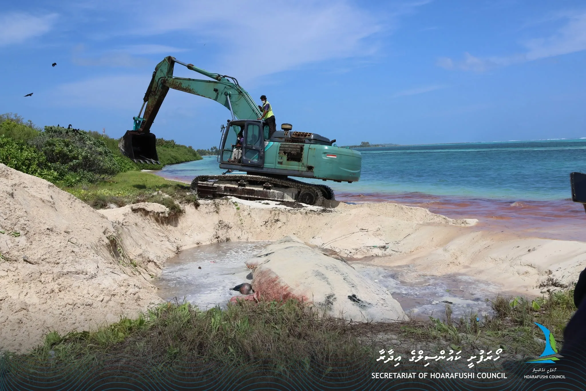 ހޯރަފުއްޓަށް ލެއްގި މާވަހަރު ބޮޑުމަސް ގޮނޑުދޮށުގައި ވަޅުލައިފި