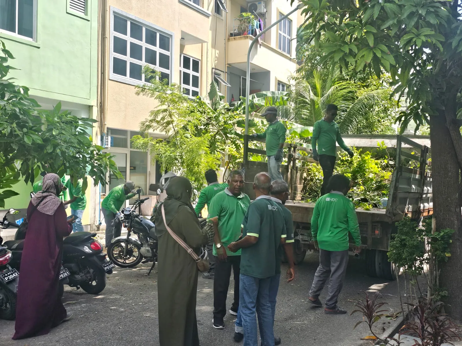 ހިތްފަސޭހަ ހުޅުމާލެ ކެމްޕެއިން: ހެޖްތެރެއިން ނަގާ ބޮޑެތި ގަސްތައް ހުޅުމާލޭ ޕާކްތަކުގައި އިންދަނީ