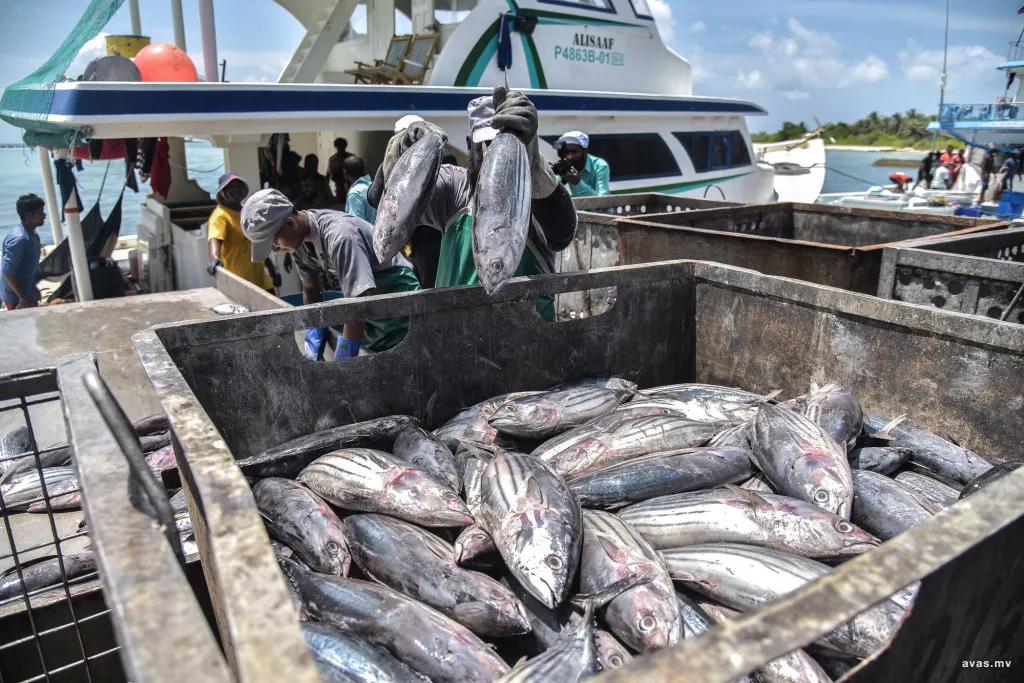 މަސްކިރައިގެން 1.5 މިލިއަން ރުފިޔާ އެއްދުވަހުން ހޯދާ ކޮންކޯޑް ދޯނި ތާރީހުގެ ތެރެއަށް!