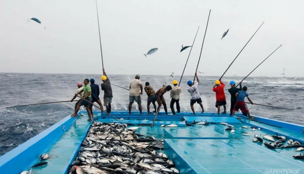 މަސްވެރިންތަކެއް-- ފޮޓޯ: ގްރީންޕީސް
