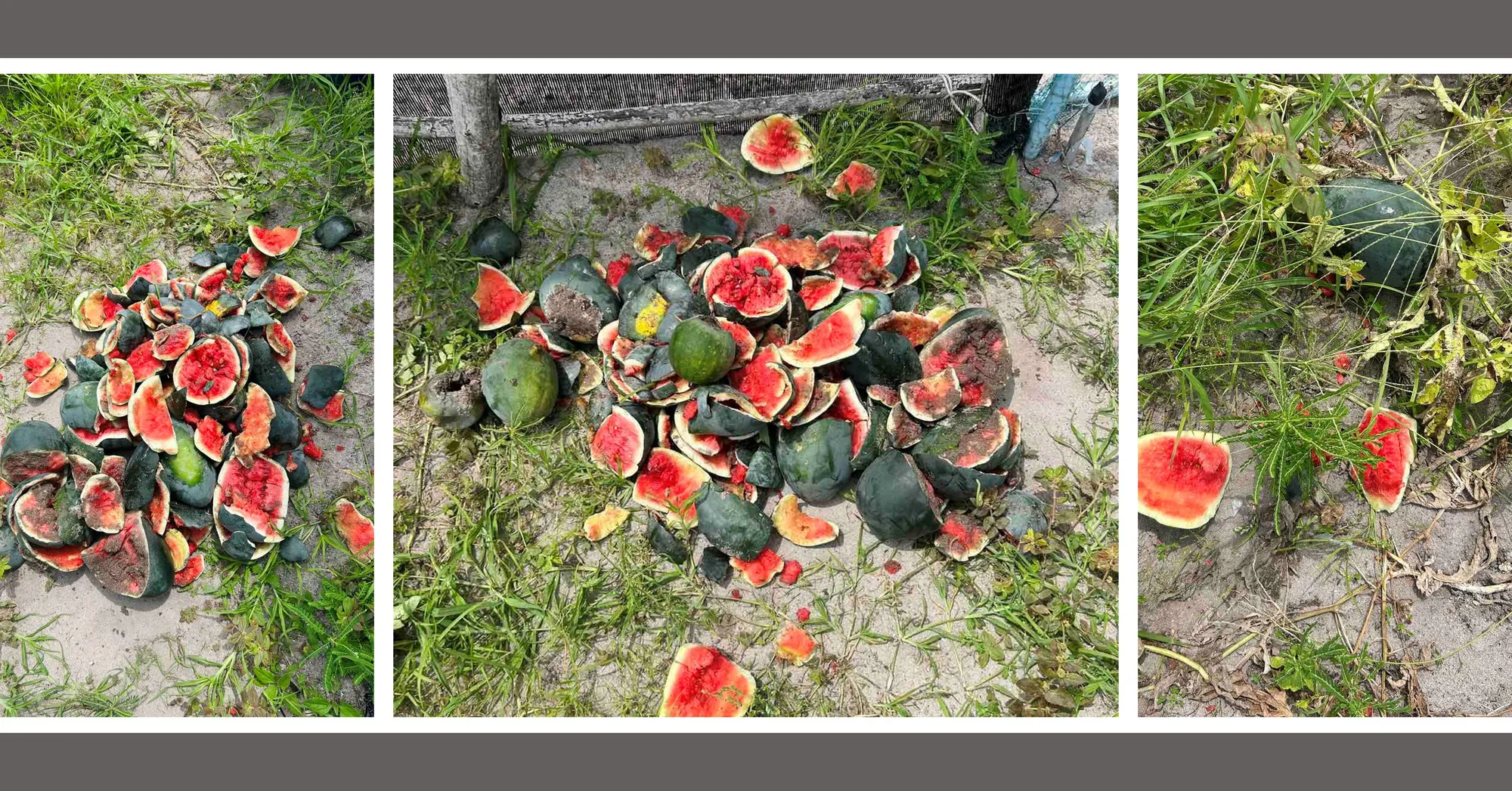 ރޭގައި ދަނޑަށް ދީފައިވާ ގެއްލުން ފެންނަ ބައެއް މަންޒަރު -