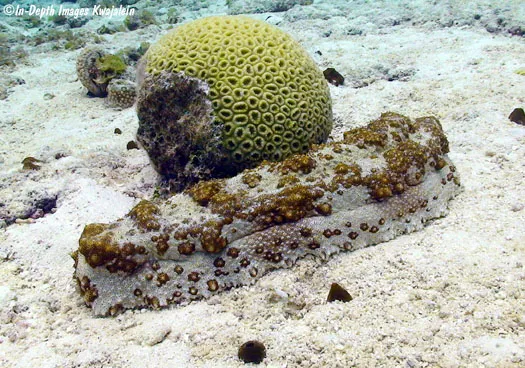 Maldives opens licence window for sea cucumber exporters ahead of new CITES rules
