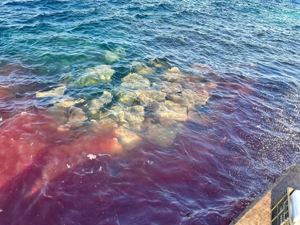 Stingray appears at Male north jetty area