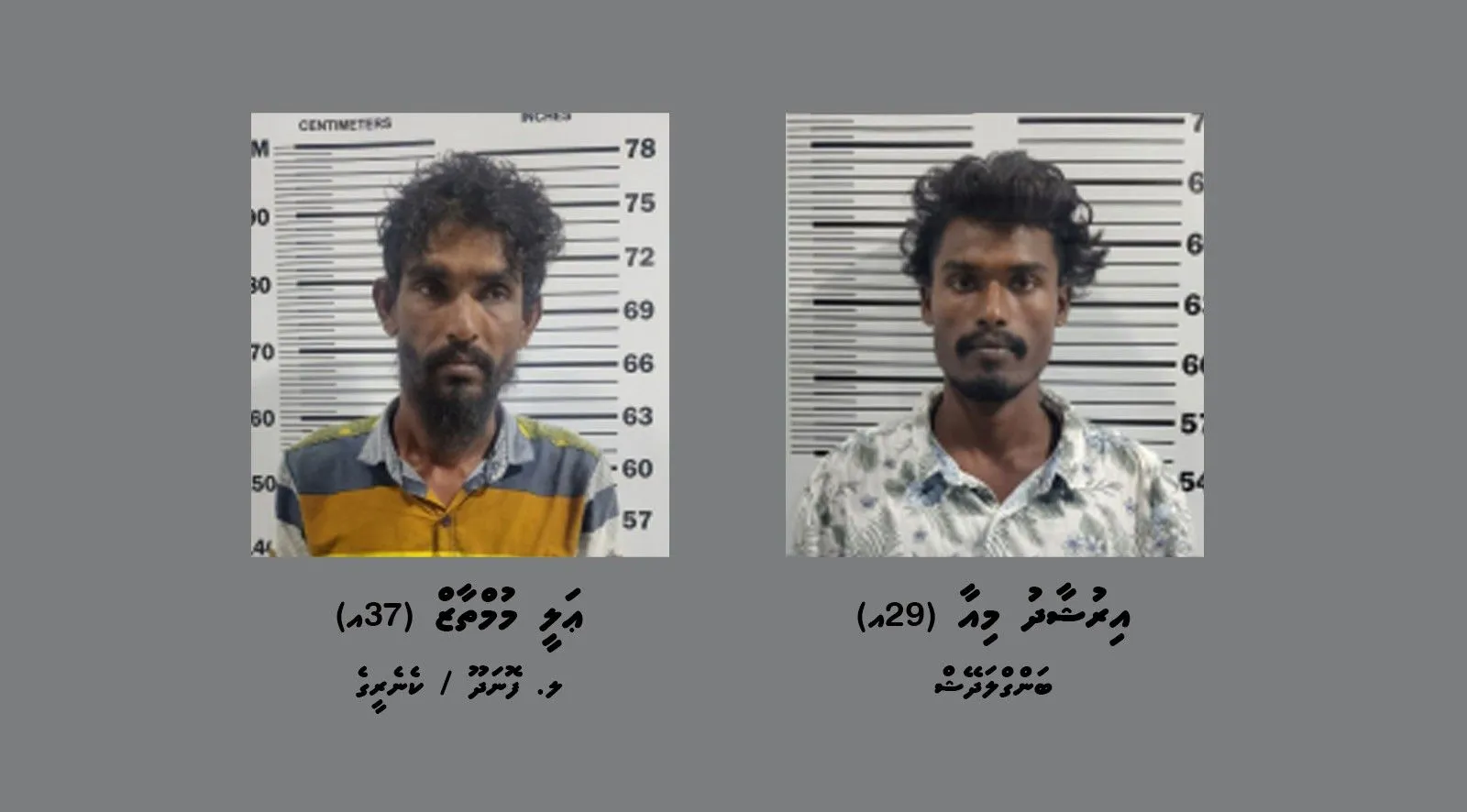 ގއ. ވިލިނގިއްޔަށް މަސްތުވާތަކެތި އެތެރެކުރަން އުޅުނު ދެ މީހަކު ހައްޔަރުކޮށްފި