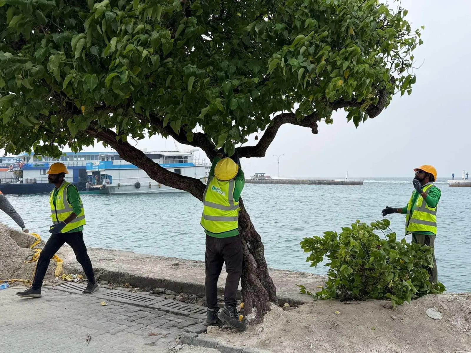 ބޭރު މަގުން ނެގި ހިރުނދު ގަސްތައް ހުޅުމާލޭގައި އިންދަނީ