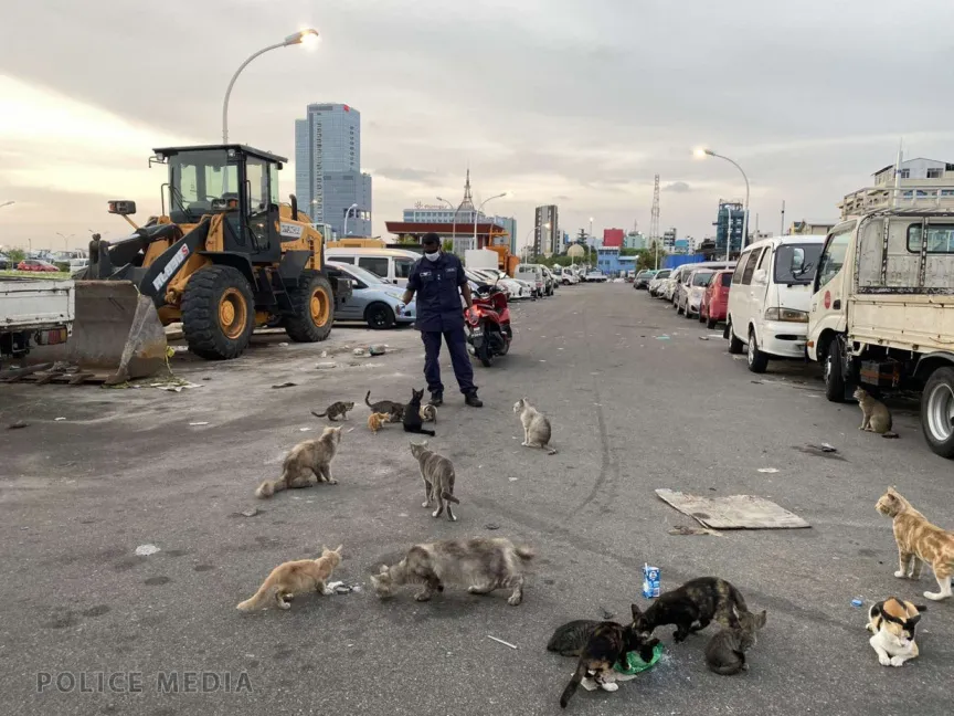 Stray cats in Male’ City