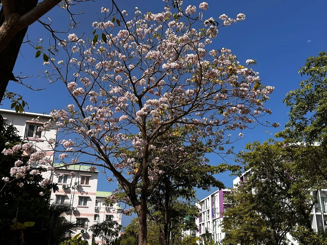 ހުޅުމާލެ ޗަނބޭލީ މަގުގެ ބަހާރު މޫސުމް ފެށިއްޖެ