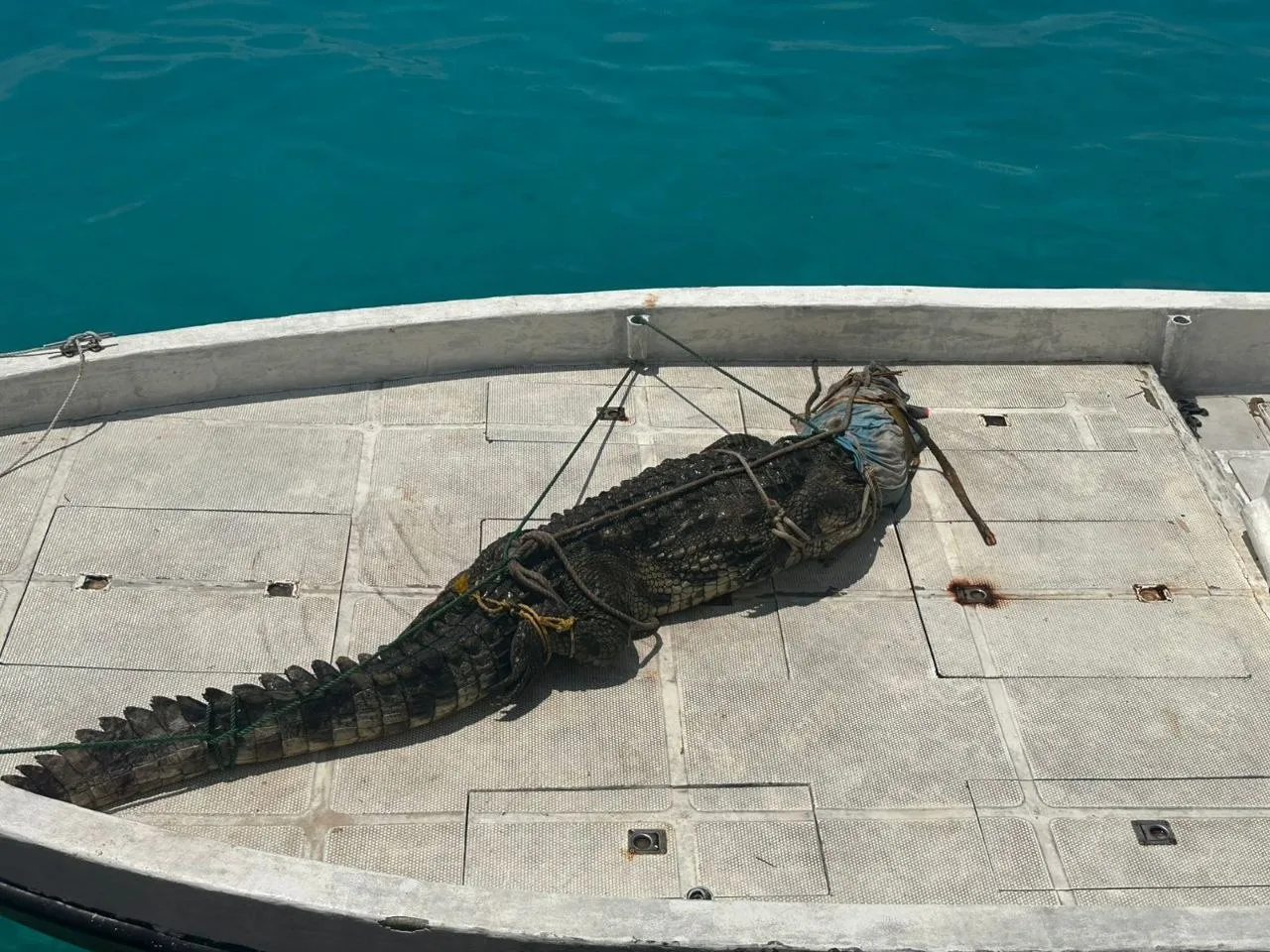 ފަޅުރަށަަކުން ހިފި ކިނބުލެއް ސިފައިންނާއި ހަވާލުކޮށްފި