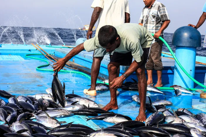މަސްވެރިންގެ ޙައްޤުތައް ކަށަވަރުކޮށްދިނުމަށް ސަރުކާރުންދަނީ ގިނަމަސައްކަތްތަކެއް ކުރައްވަމުން