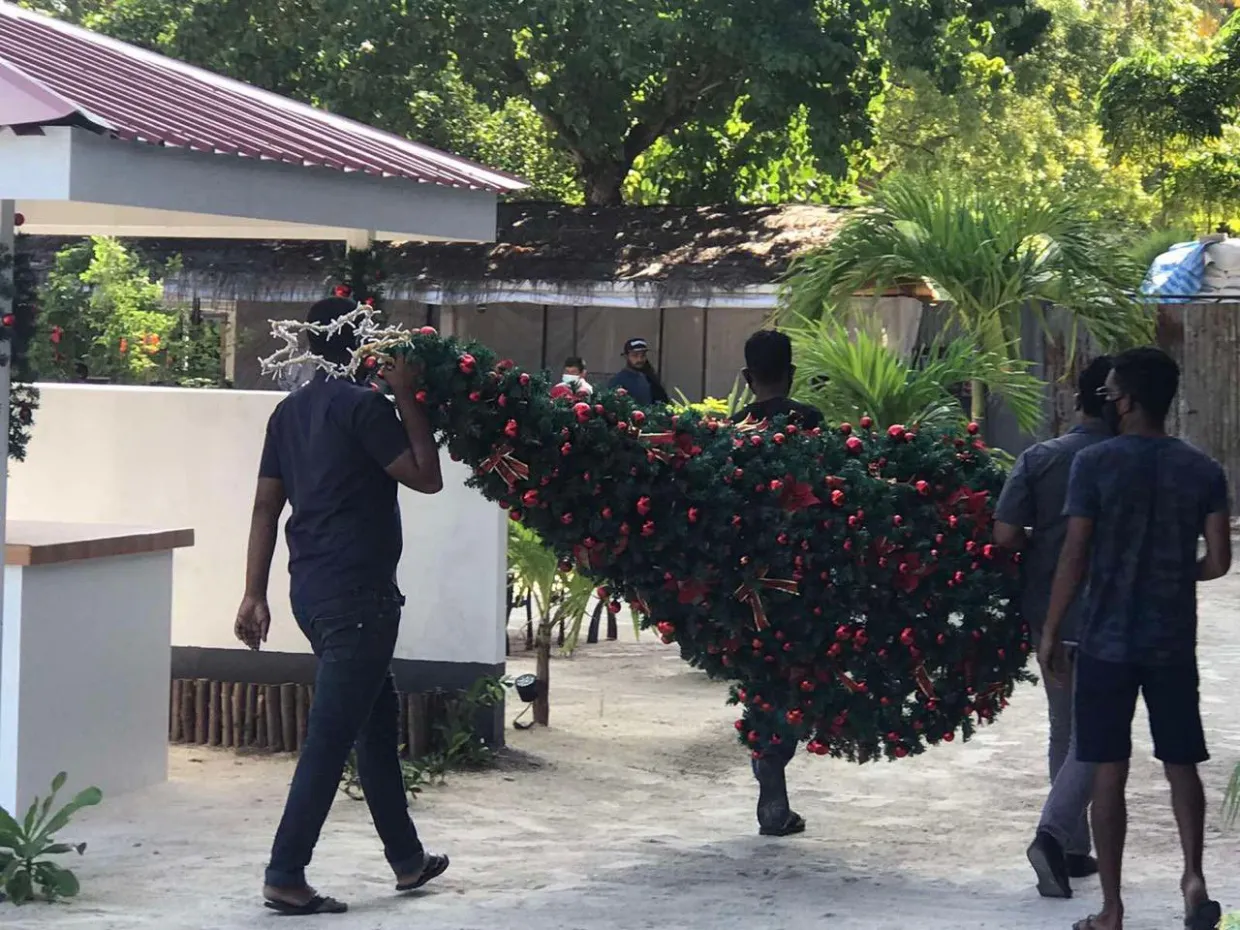 ރާއްޖޭގައި ކްރިސްމަސް ފާހަގަކުރަން ބެހެއްޓި ގަހެއް ފުލުހުން ނަގަނީ