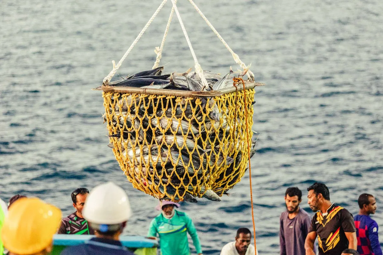 މަސްވެރިކަން ދަށް ދުވަސްވަރަކަށް ވިޔަސް، މިފްކޯއިން މަސް ގަންނަ އަގު 1.20 ޑޮލަރަށް ބޮޑުކޮށްފި