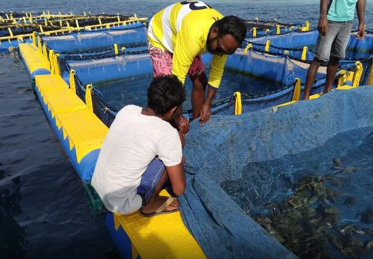ފާނަ އާލާކުރުން-- ފޮޓޯ: މެރިން ރިސާރޗް ސެންޓަރ