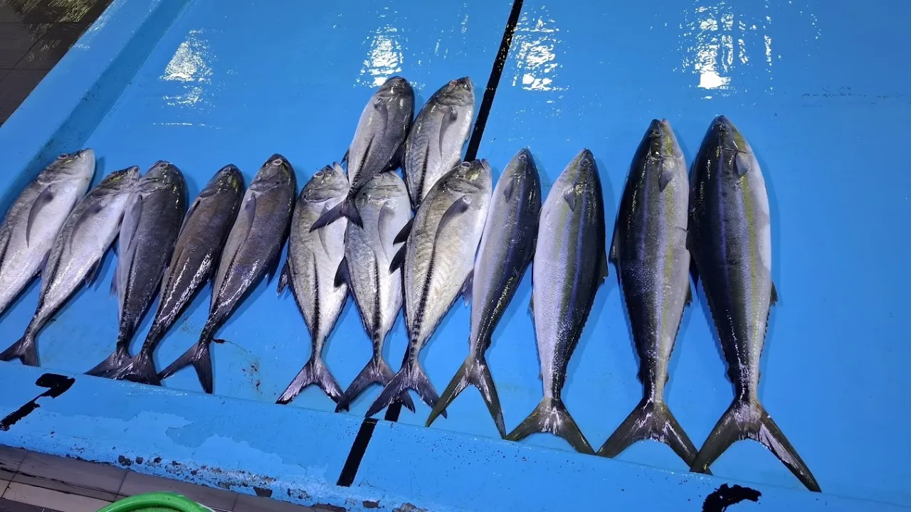 ދޯންޏަކުން ބޭނި ފަރުަމސްތަކެއް -- ފޮޓޯ/ ވޮއިސް