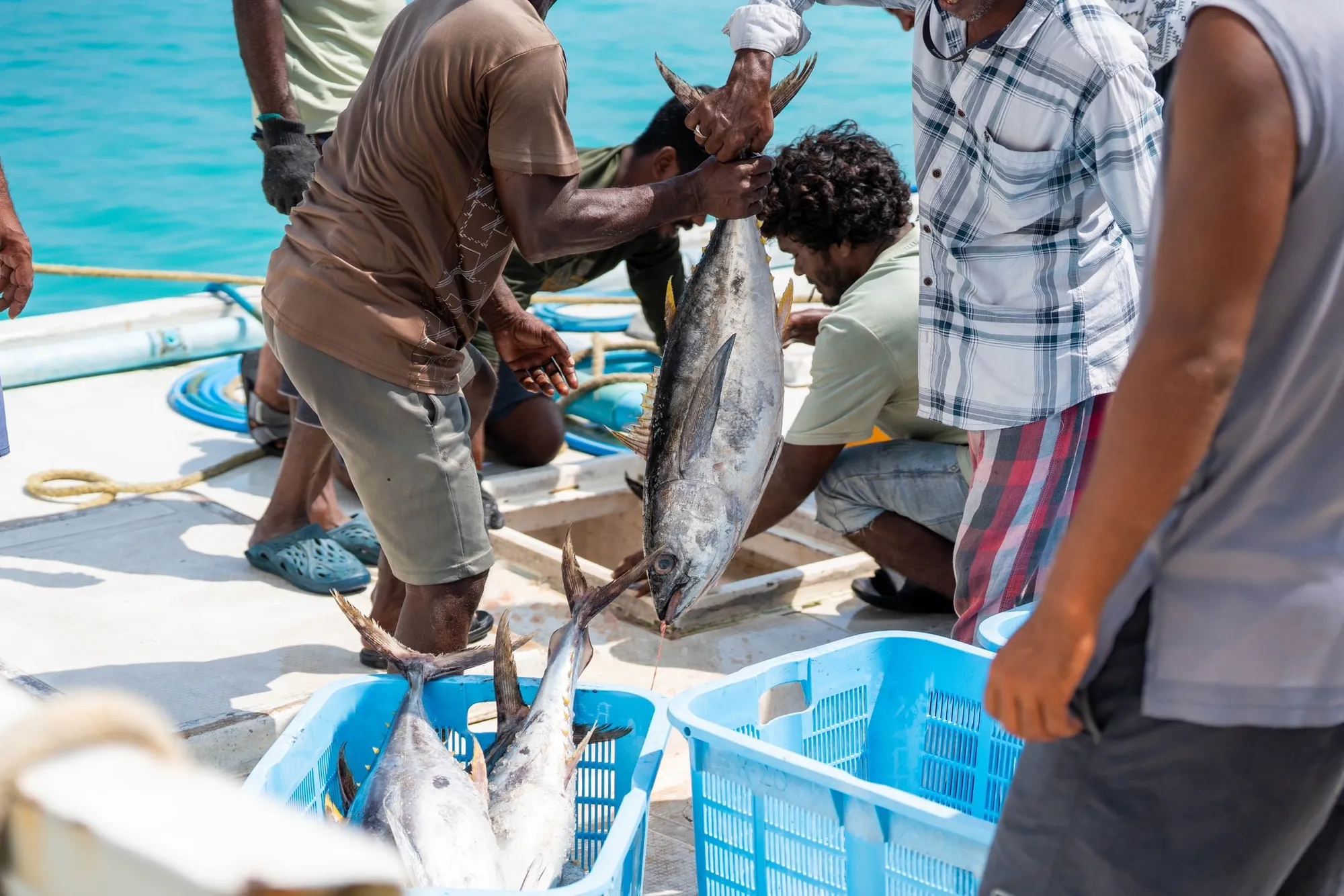 MIFCO Raises Skipjack Tuna Purchase Price to MVR 18.50