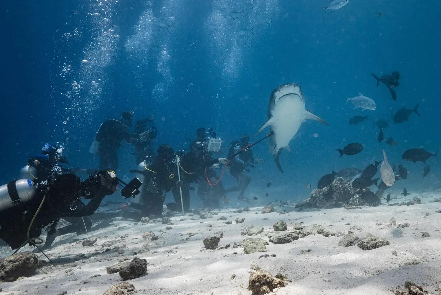 Tiger Sharks at Fuvahmulah Follow Nature's Clock, Study Finds