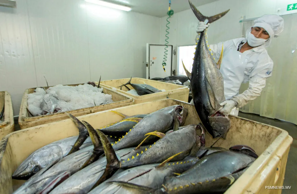 Maldives Welcomes UK Decision to Suspend Tuna Import Tariffs