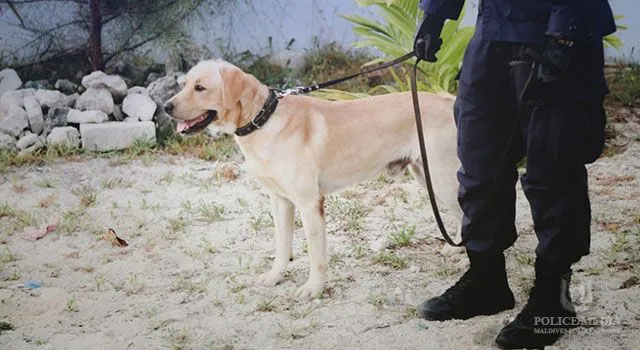 މަސްތުވާތަކެތީގެ މައްސަލައެއްގައި ވެލާނާ އިންޓަނޭޝަނަލް އެއާޕޯޓުން މީހަކު ހައްޔަރުކޮށްފި