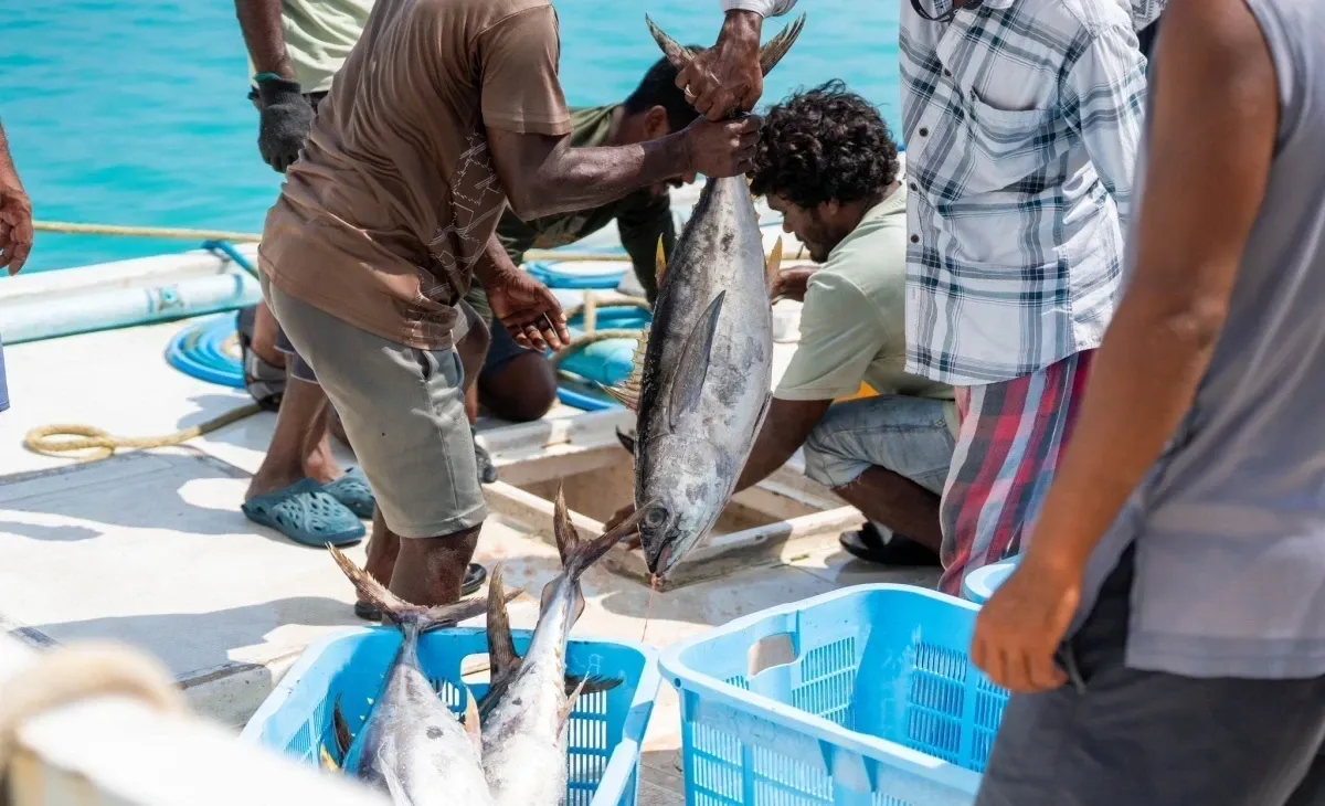 މަސްވެރިންނަށްް އުފާވެރިކަން، މިފްކޯއިން މަސް ގަންނަ އަގު 22 ރުފިޔާއަށް ބޮޑުކޮށްފި