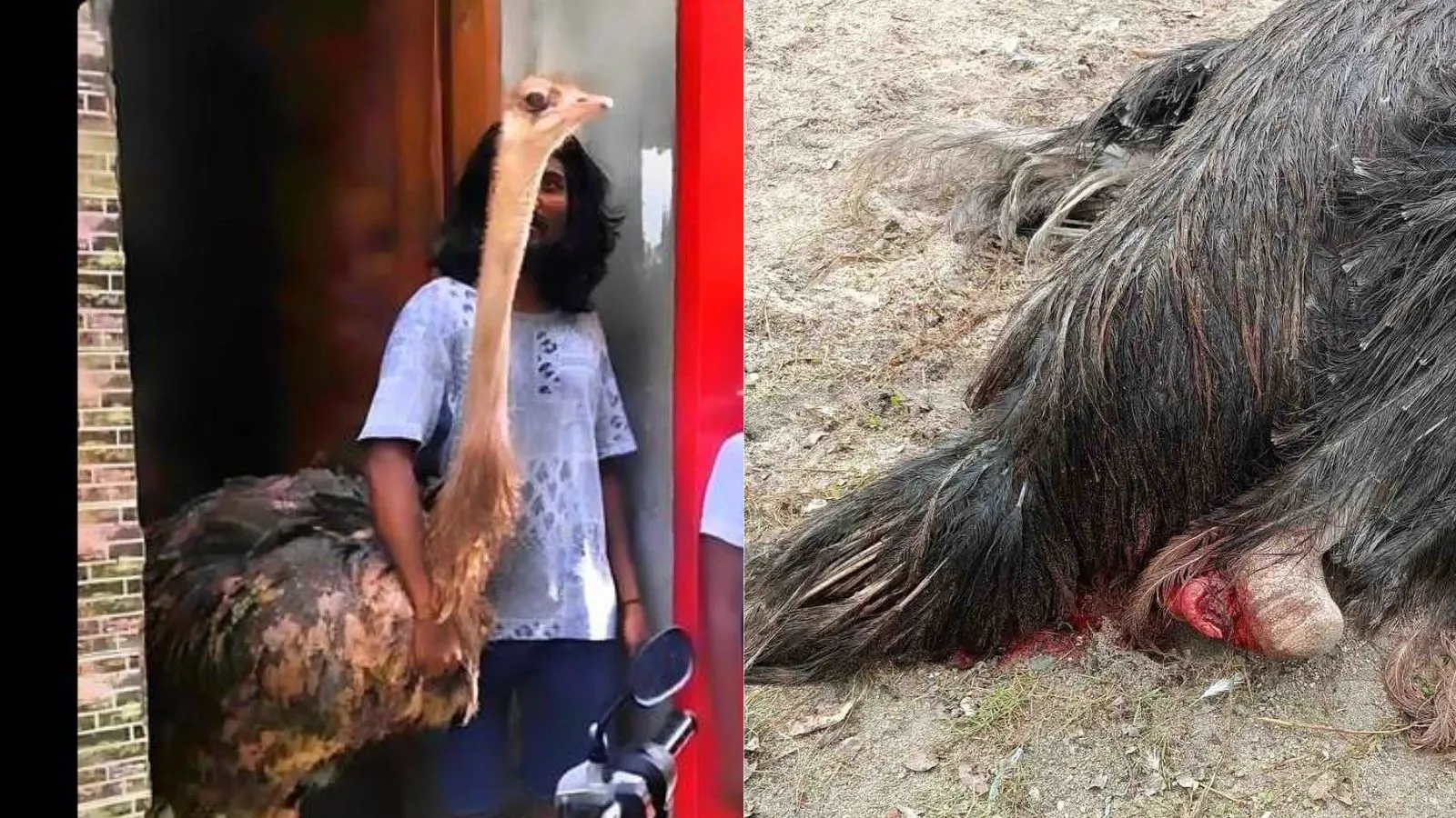 މާލޭގައި ގެންގުޅުނު ގިނިކާމާދޫނީގެ ފައި ބިންދާލައިފި